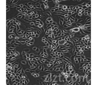 人口腔角质细胞HOK-16B_智立细胞系_细胞Cells_质粒载体网-质粒构建及